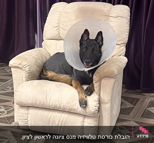 כלב עם קולר מגן יושב על כורסה